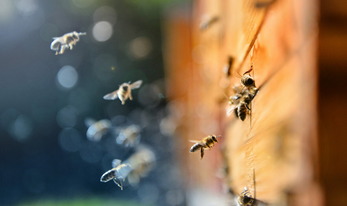 Probiotics For Pollinators The Bee Knees ! - Madison Country Q106