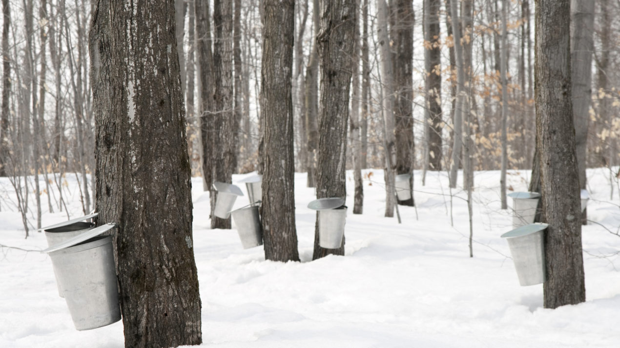 The Science Of The Sugarbush
