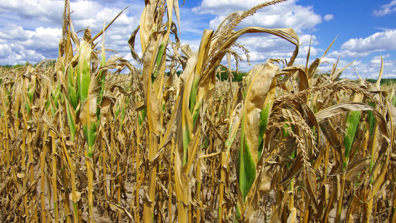 Corn Conditions Vary Widely, Even On Same Farm