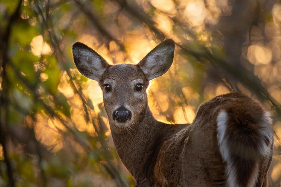 DNR Warns Against Baiting & Feeding Deer
